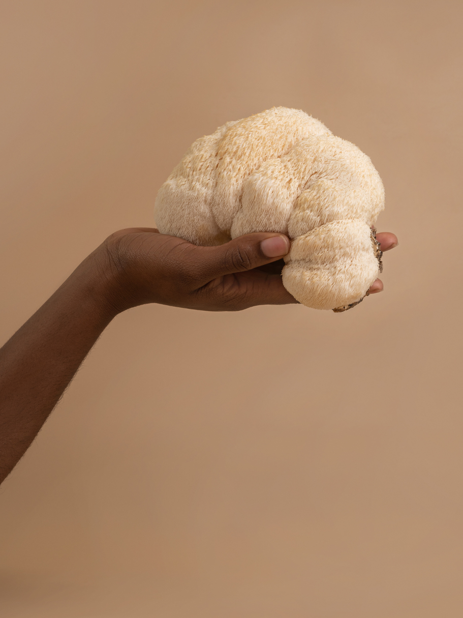 Freeze-Dried Lion's Mane Mushroom Fruiting Body Slices | Real Deal Large 25 Gram Jar | Great for tea or powder | Can be rehydrated and cooked or used as a herbal supplement | USDA organic. Excellent for Stamets Stack | No Refrigeration Required