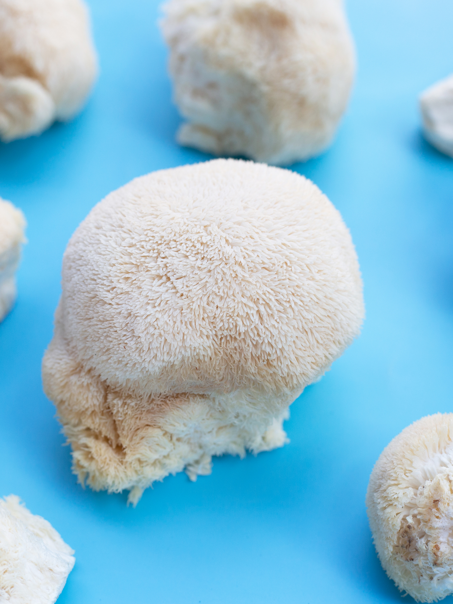 Freeze-Dried Lion's Mane Mushroom Fruiting Bodies | Can be rehydrated and cooked or used as supplement | Make into tincture, tea or powder | Grown in U.S.A | USDA Organic | in Vacuum Sealed Jar | 25 Year Shelf-Life