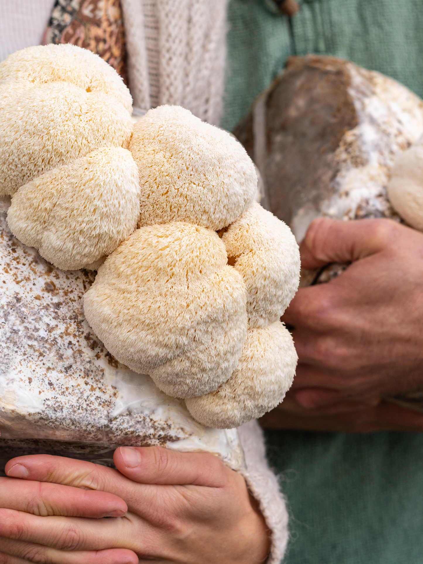 CLEAN and Pure Lion's Mane Shroom Powder USDA Organic Cert from fruiting bodies in Pint glass Jar Vacuum Sealed