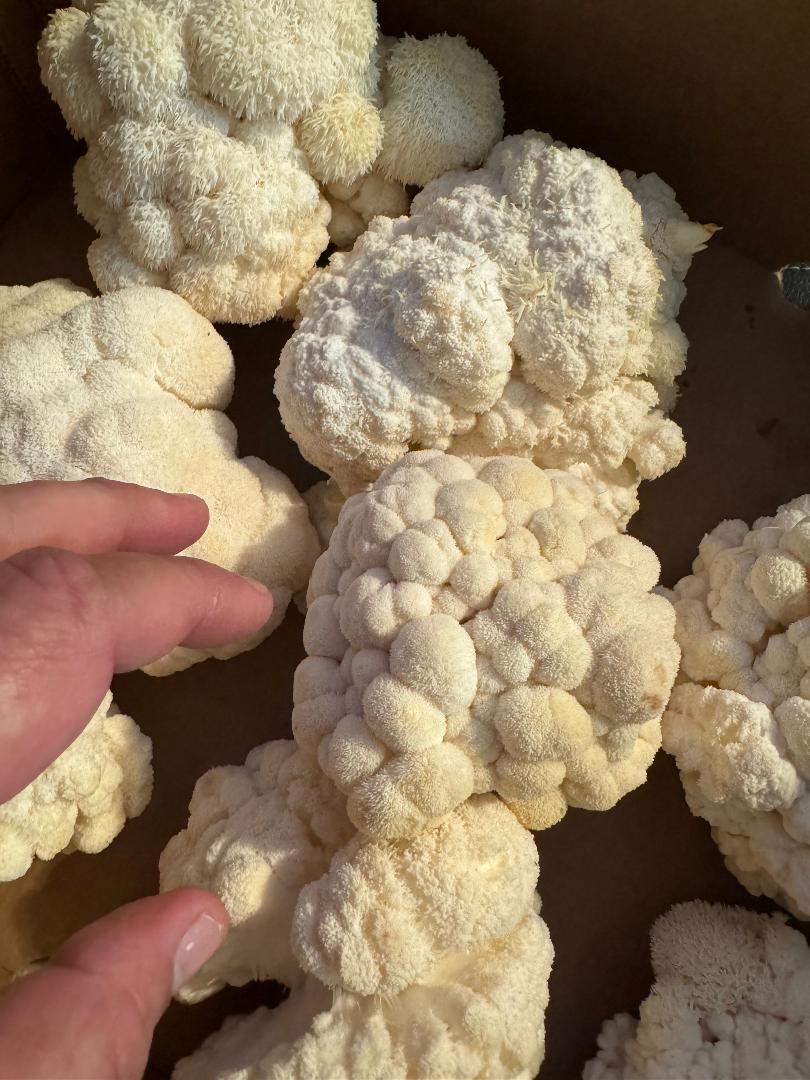 Freeze-Dried Lion's Mane Mushroom Fruiting Body Slices | Real Deal Large 25 Gram Jar | Great for tea or powder | Can be rehydrated and cooked or used as a herbal supplement | USDA organic. Excellent for Stamets Stack | No Refrigeration Required